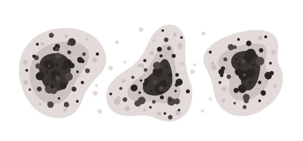 Best Mold-Related Health Consultation  in Burns Harbor, IN